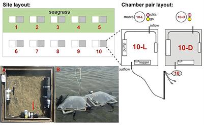 Elevated Turbidity and the Nutrient Removal Capacity of Seagrass